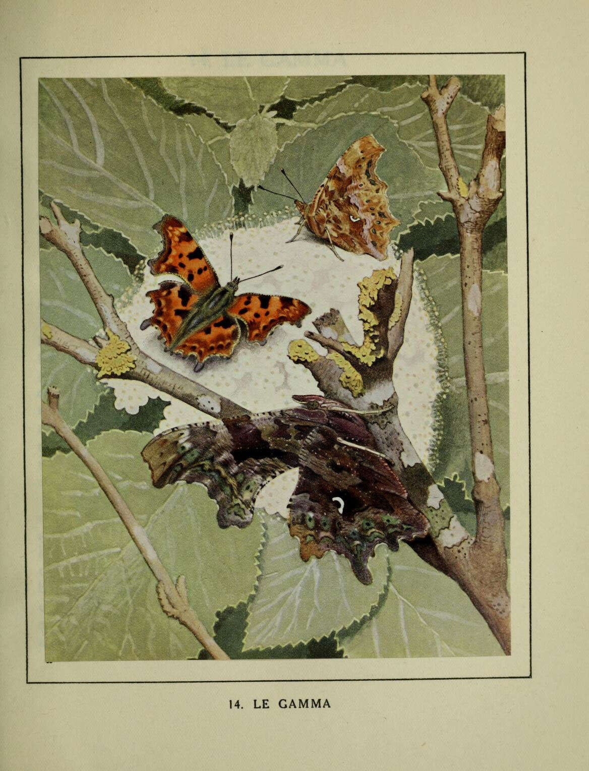 Imagem de Polygonia c-album Linnaeus 1758