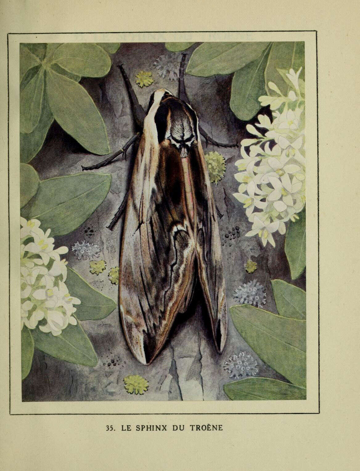 Image of privet hawk-moth