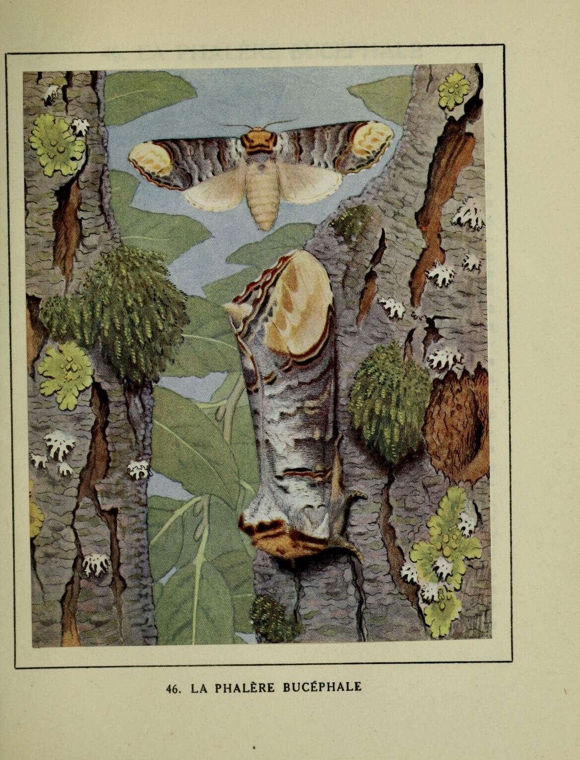 Image de Phalera bucephala Linnaeus 1758