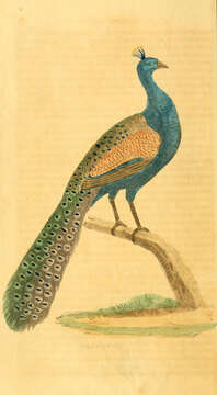 Image of Asiatic peafowl