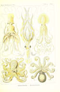 Image of long-armed squid