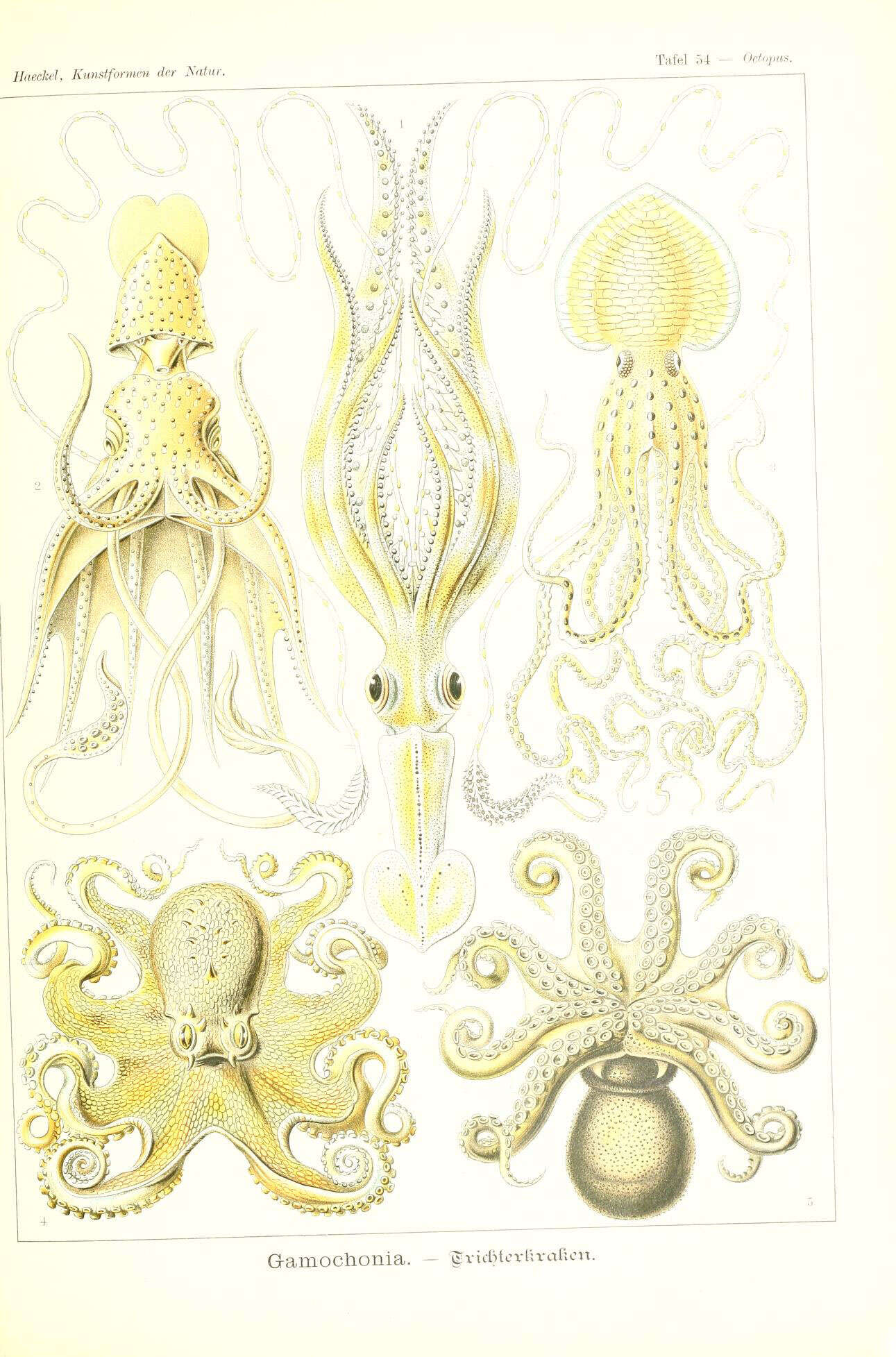 صورة Chiroteuthis veranii (Férussac 1834)