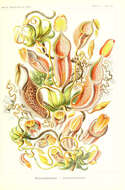 Image of tropical pitcher plants