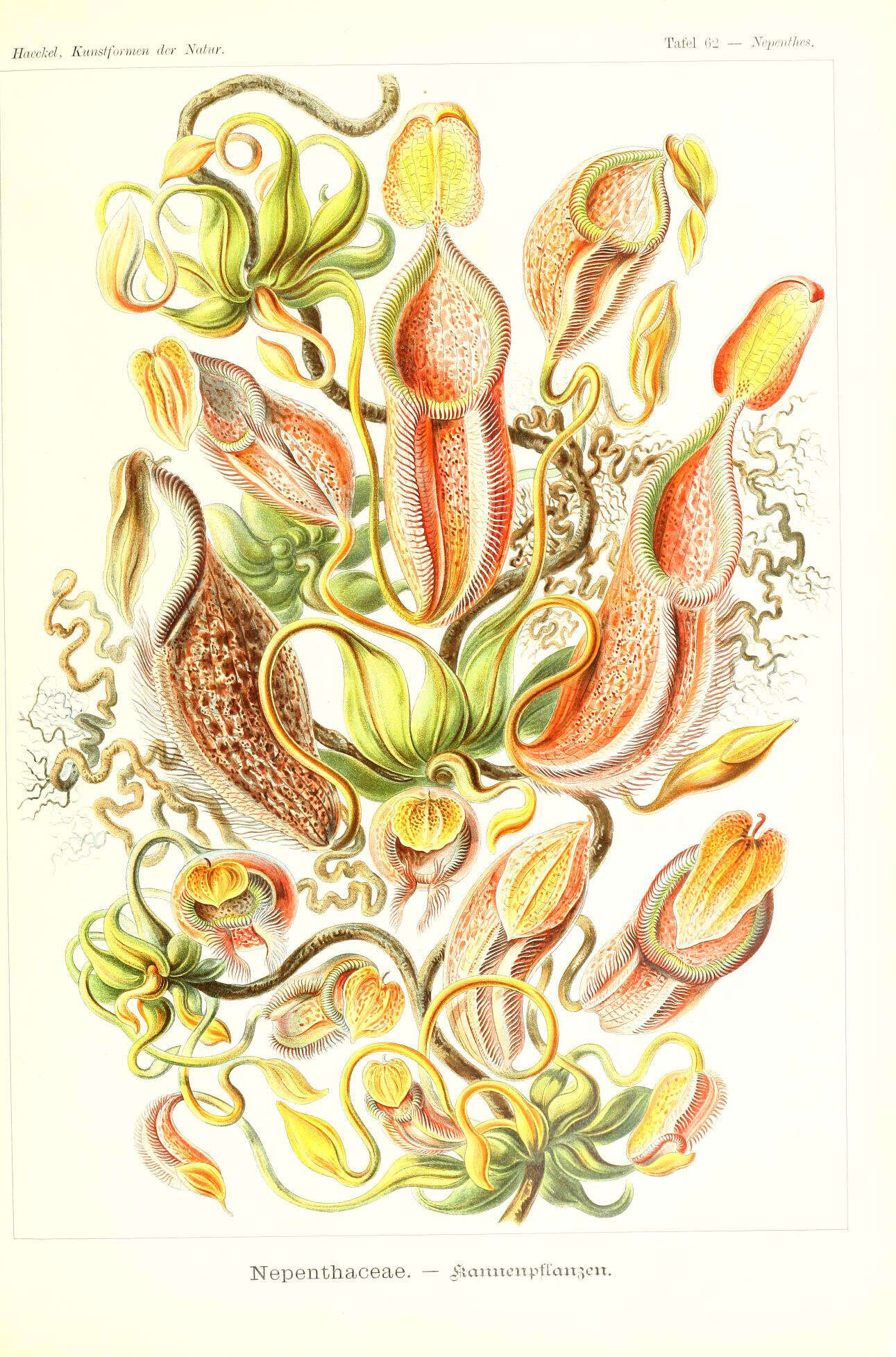 Image of tropical pitcher plants