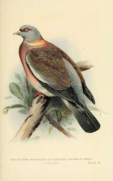 Imagem de Columba pulchricollis Blyth 1846