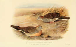 Image of Zebra Dove