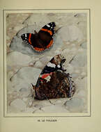 Image of Red Admiral