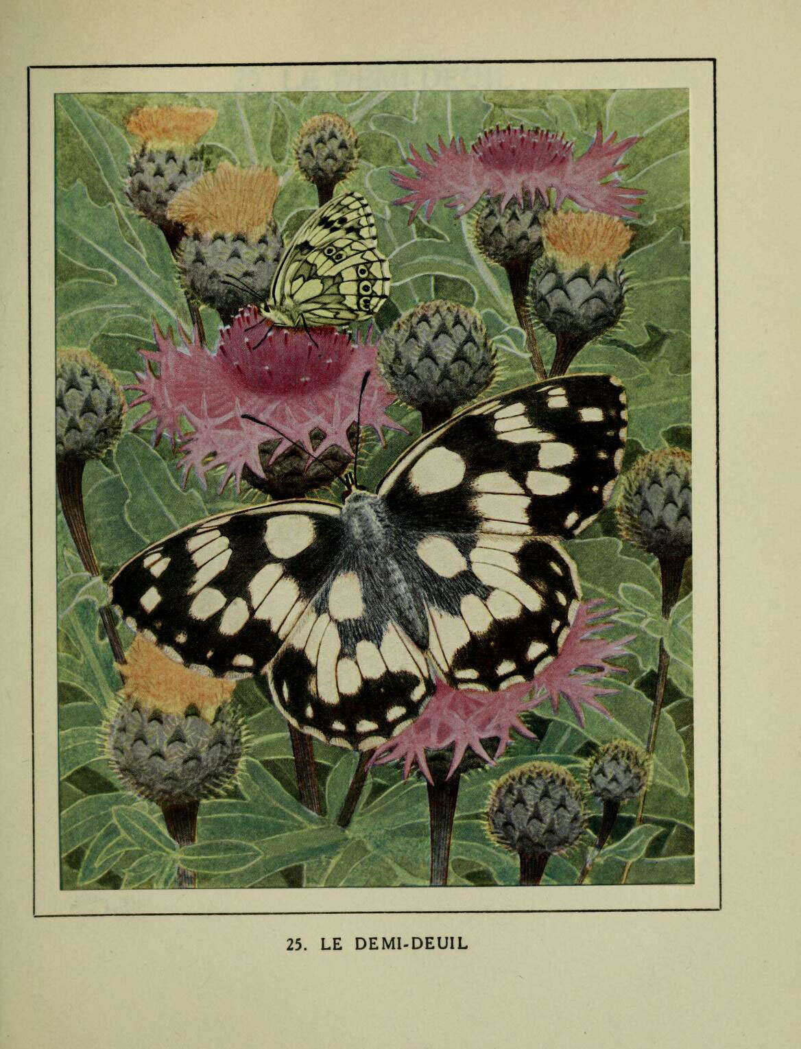 Image of marbled white