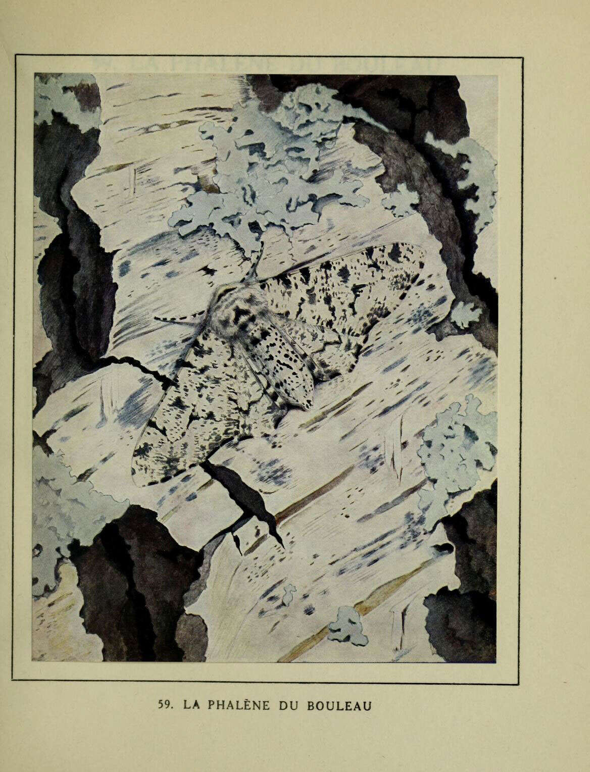 Imagem de Biston betularia Linnaeus 1758