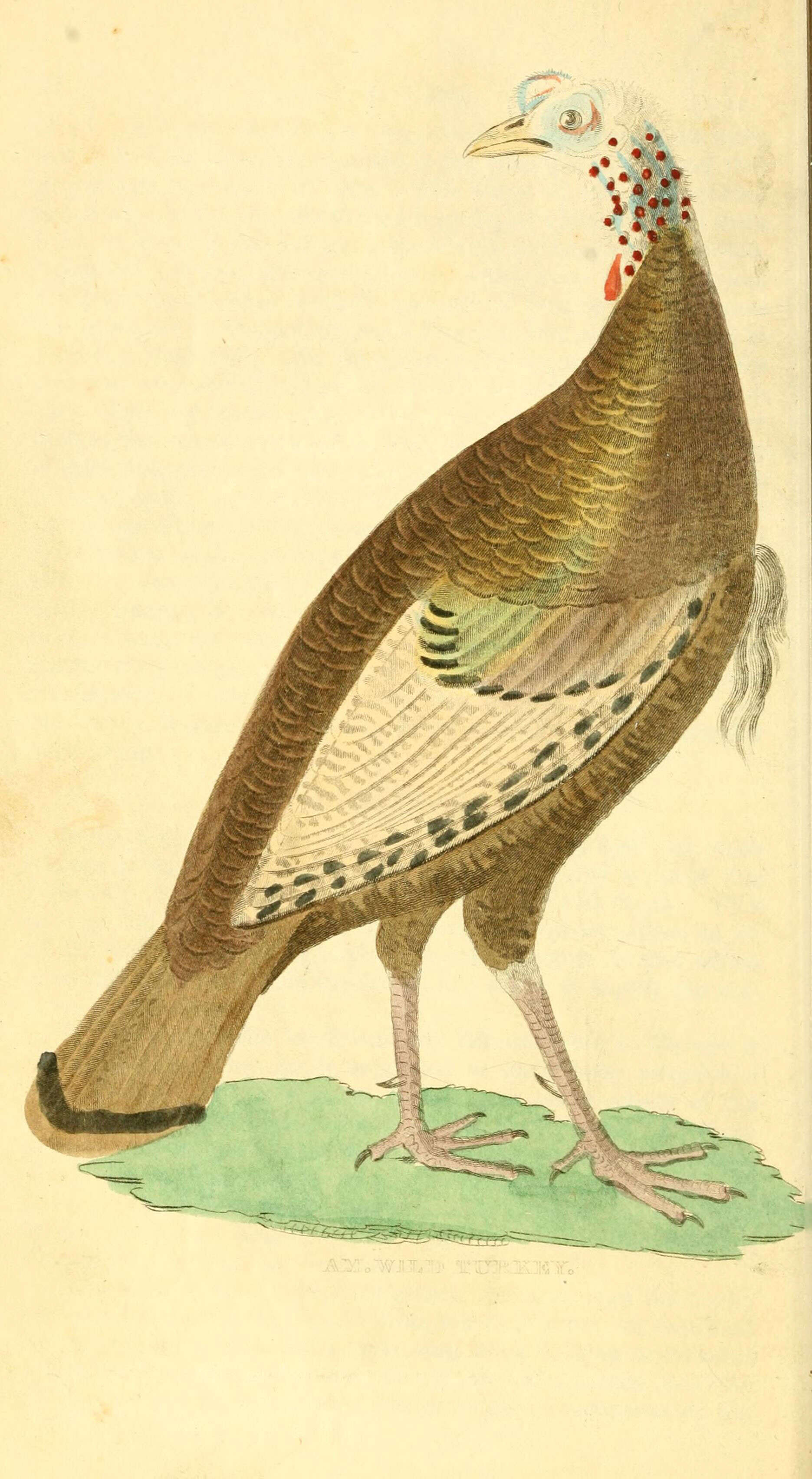 Imagem de Meleagris gallopavo Linnaeus 1758