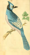 Image of Blue Jay