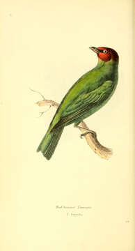 Image of Bay-headed Tanager