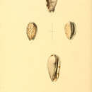 Imagem de Prunum oblongum (Swainson 1829)