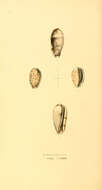 Sivun Prunum oblongum (Swainson 1829) kuva