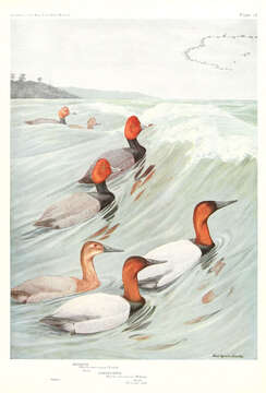 Image of Canvasback