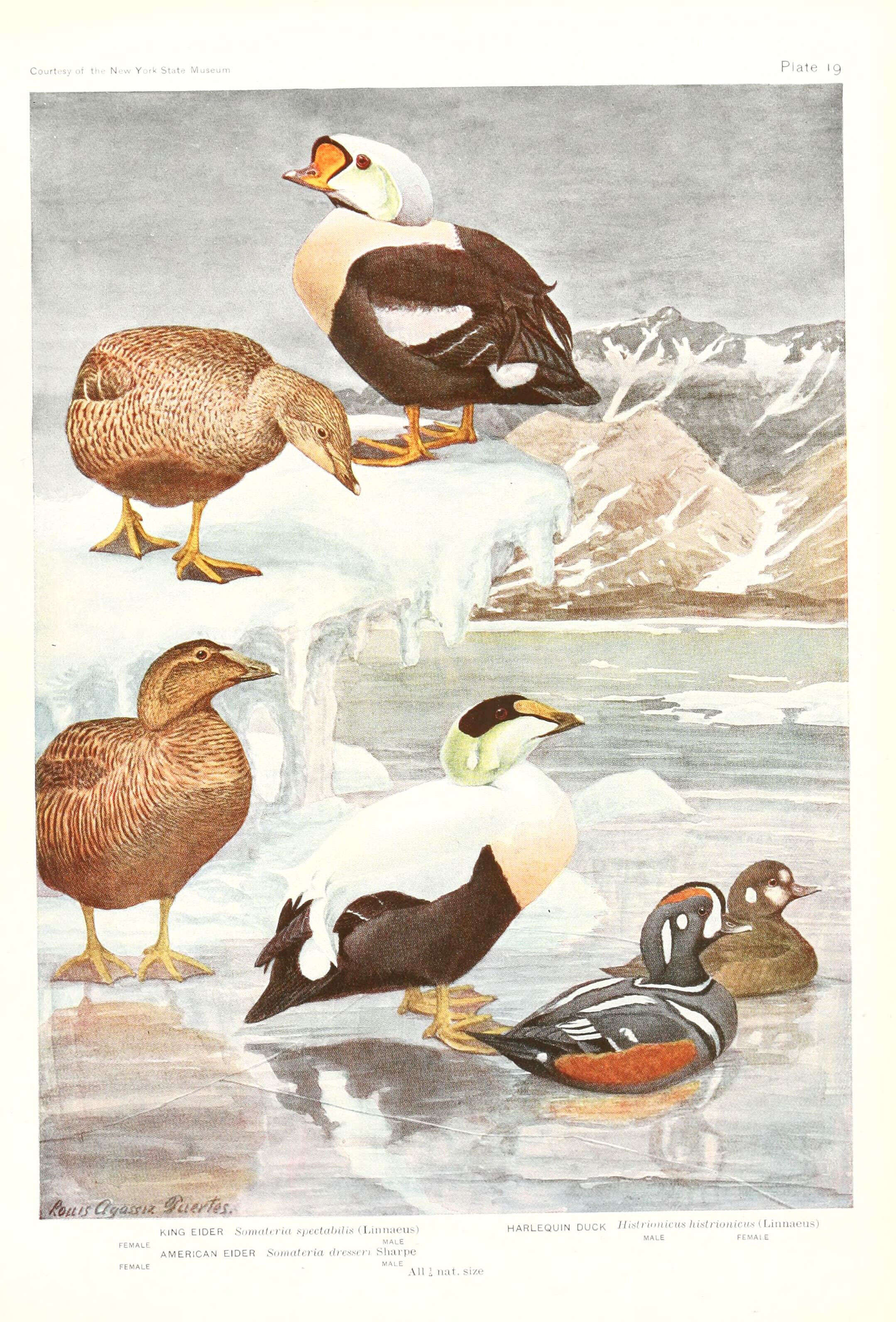 Image of Eider