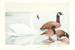 Image of Bewick's Swan