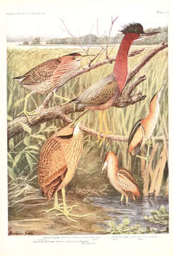 Image of American Bittern