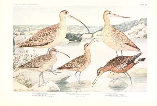 Image of Marbled Godwit