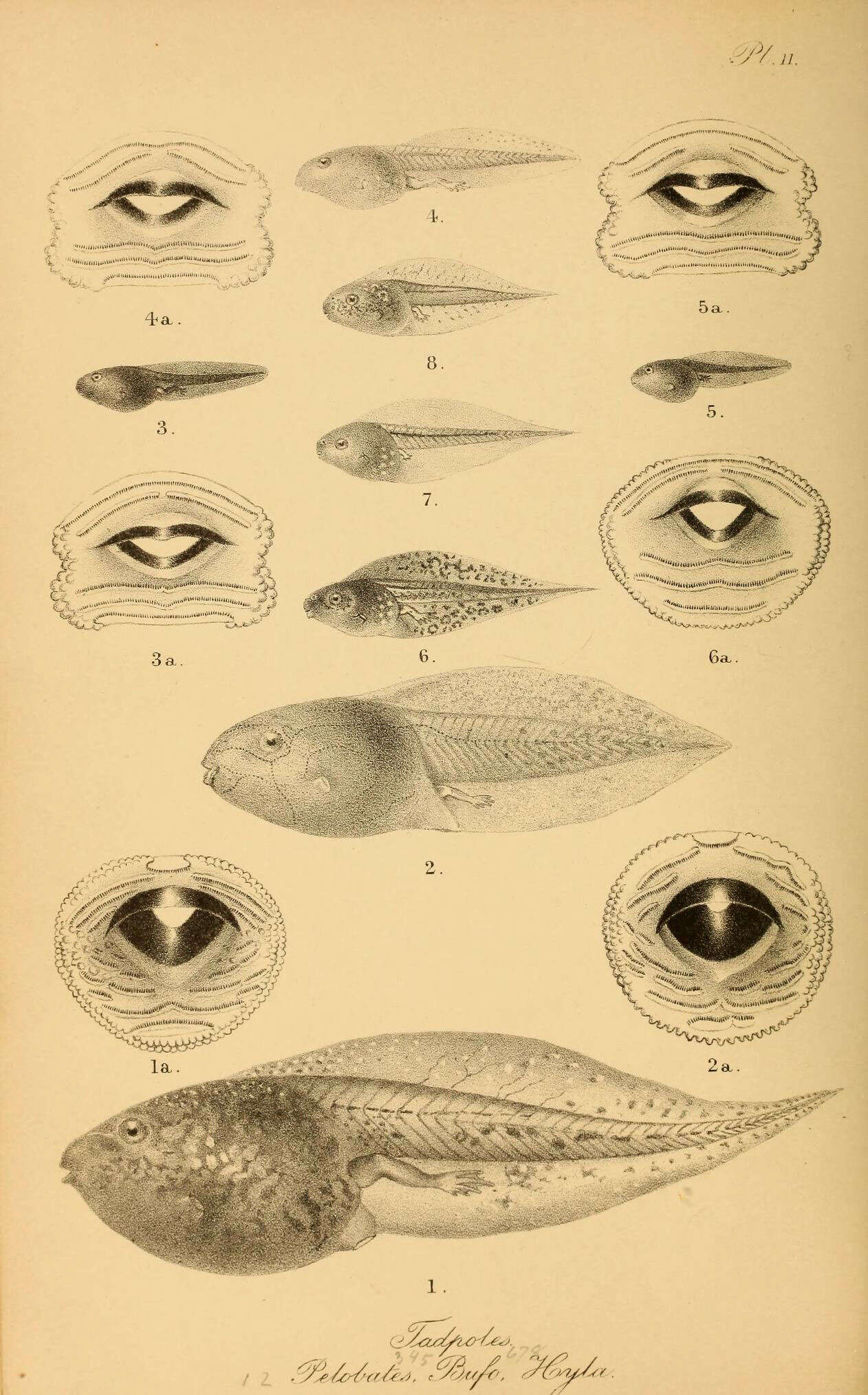 Image of Common Spadefoot