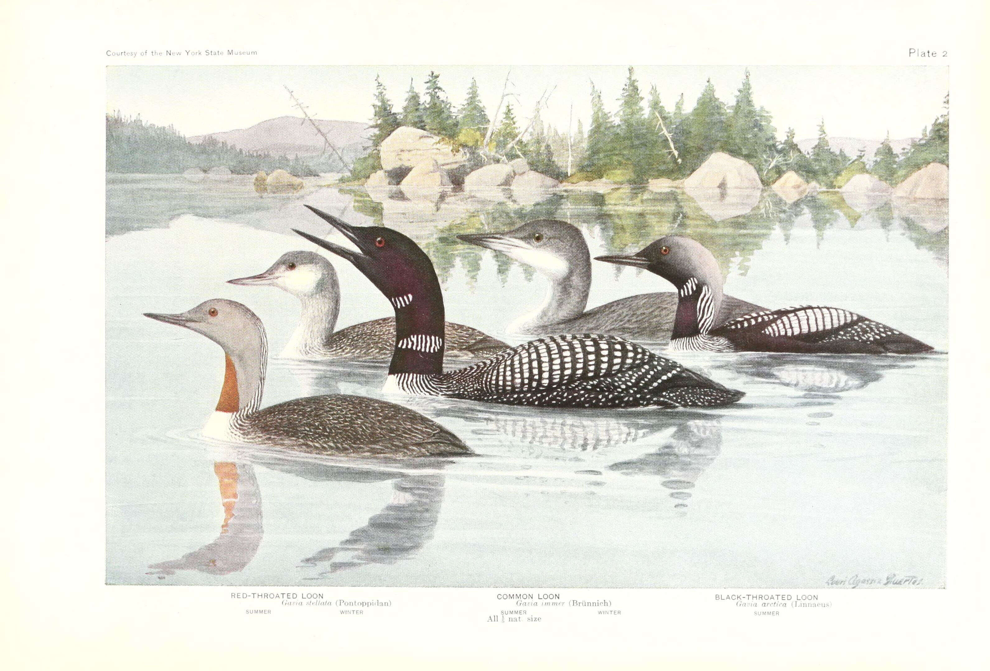 Image of loons