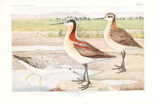 Image of Wilson's Phalarope