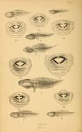 Imagem de Pelophylax Fitzinger 1843