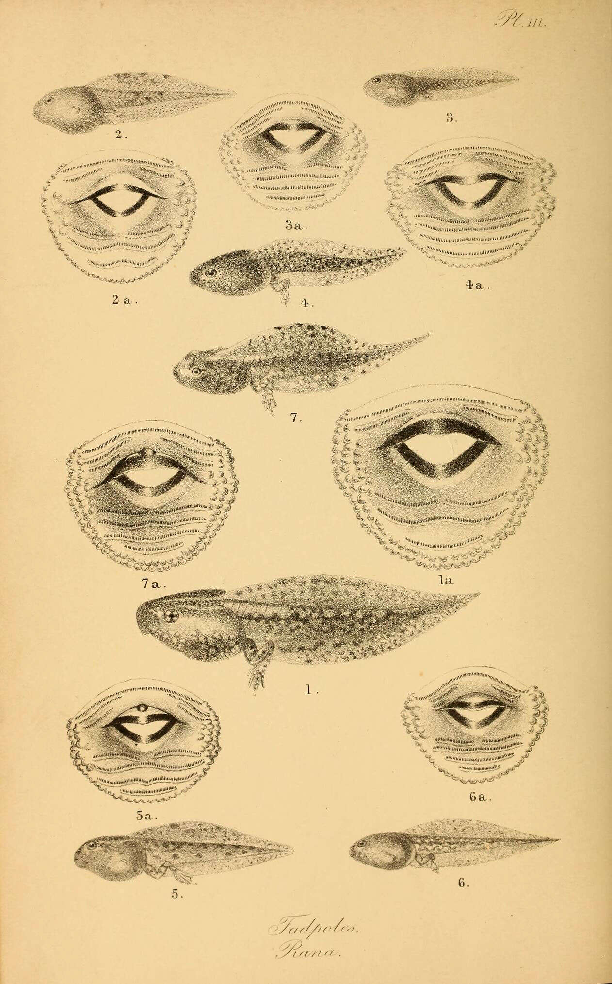 Image de Pelophylax Fitzinger 1843