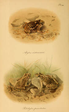 Image de Alytes cisternasii Boscá 1879