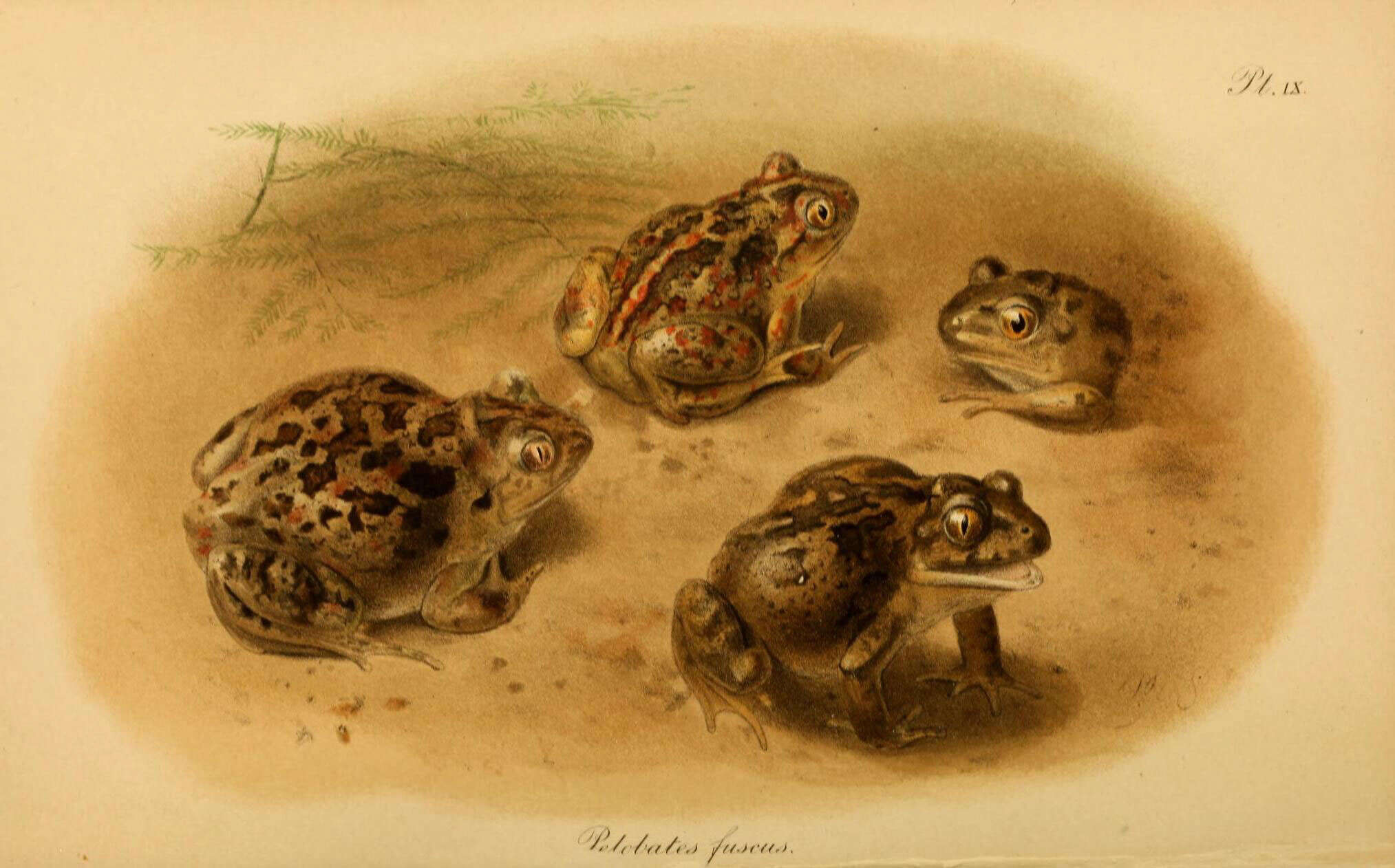 Image of Common Spadefoot