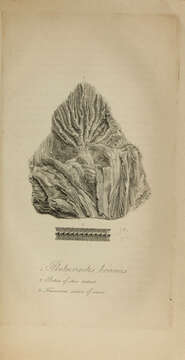 Image of crinoids and relatives