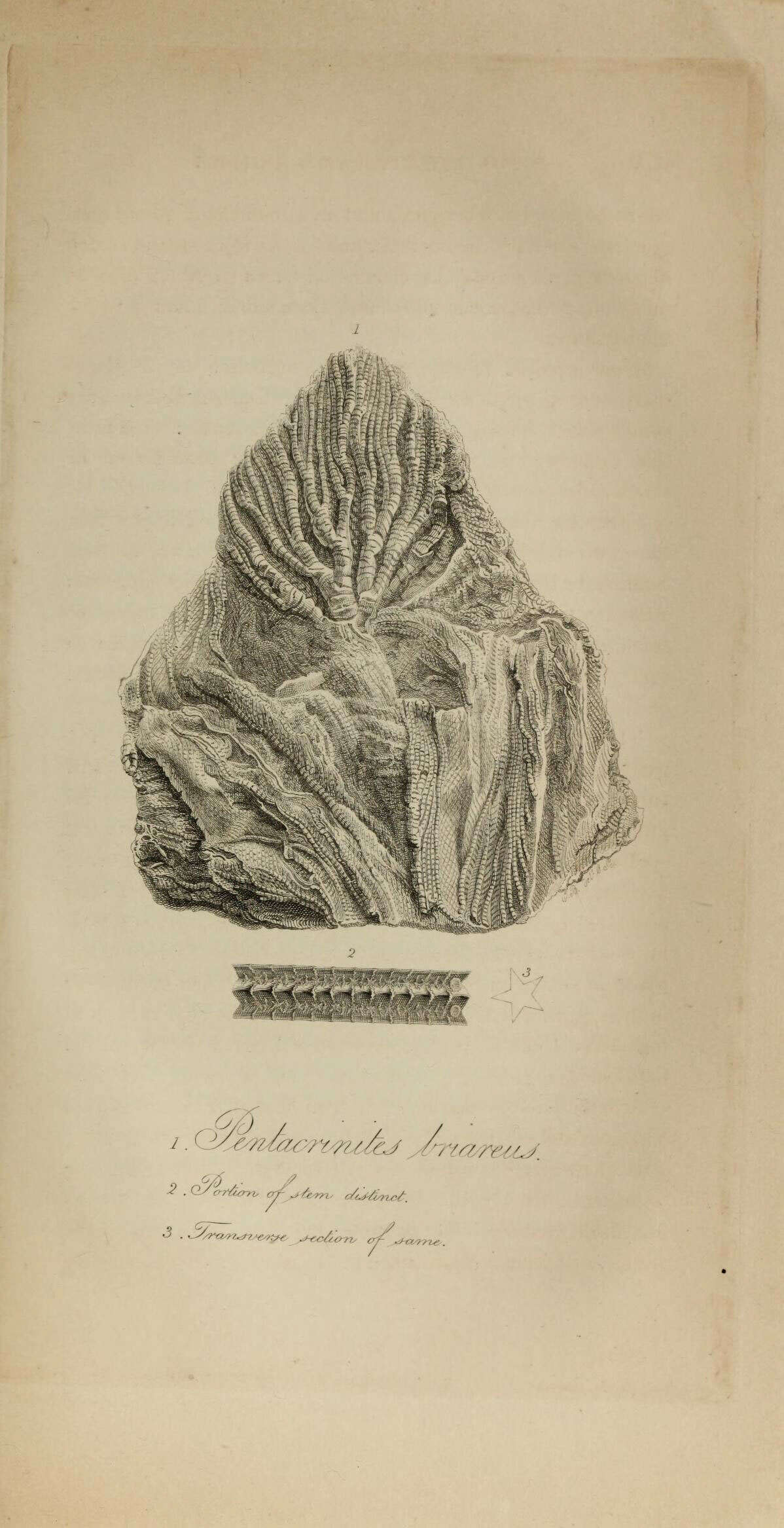 Crinozoa resmi