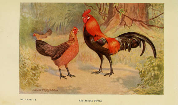 Image of Red Junglefowl