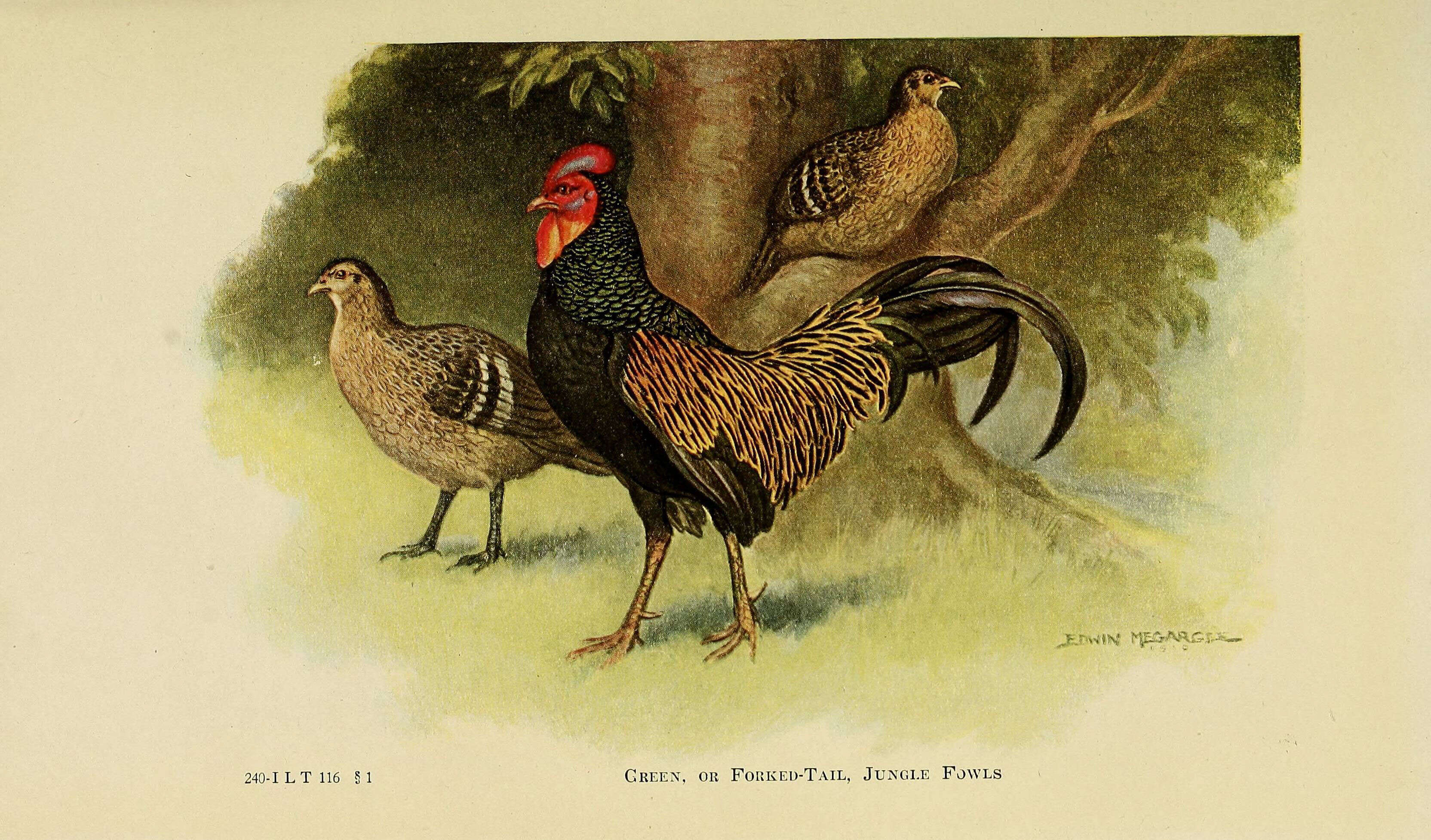 Image of Green Junglefowl