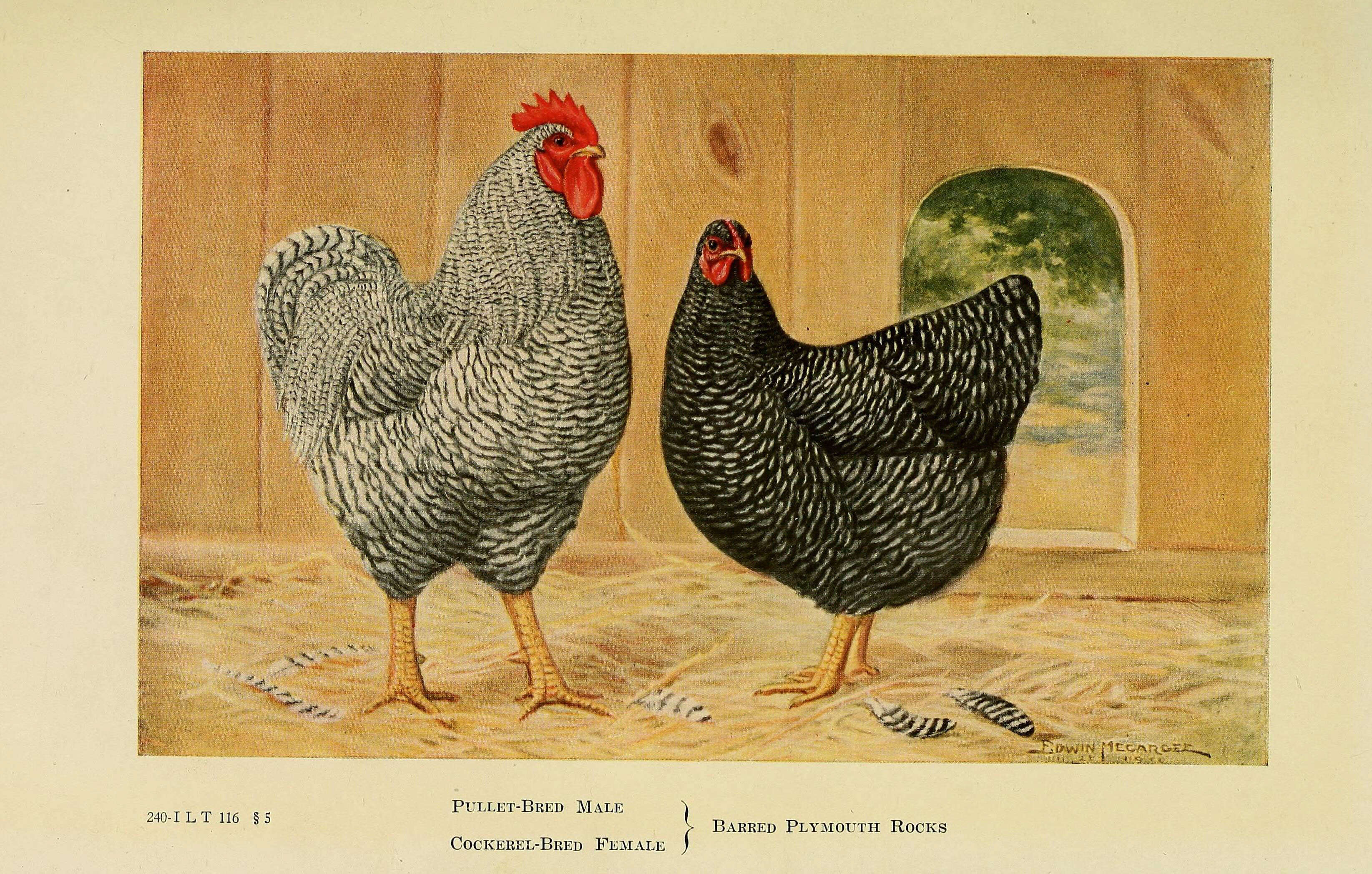 Image of Red Junglefowl