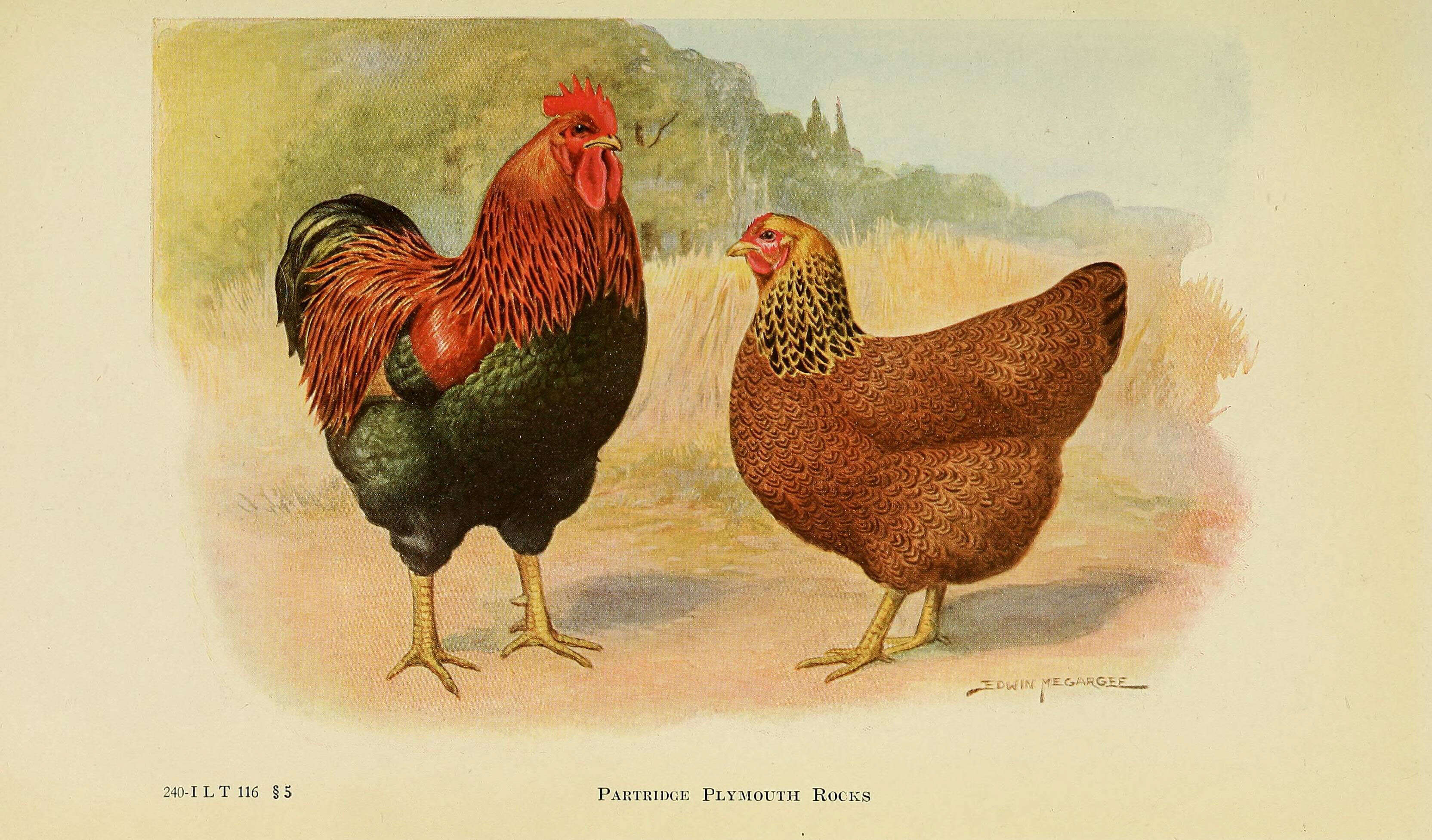 Image of Red Junglefowl