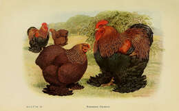 Image of Red Junglefowl