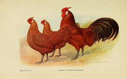 Image of Red Junglefowl