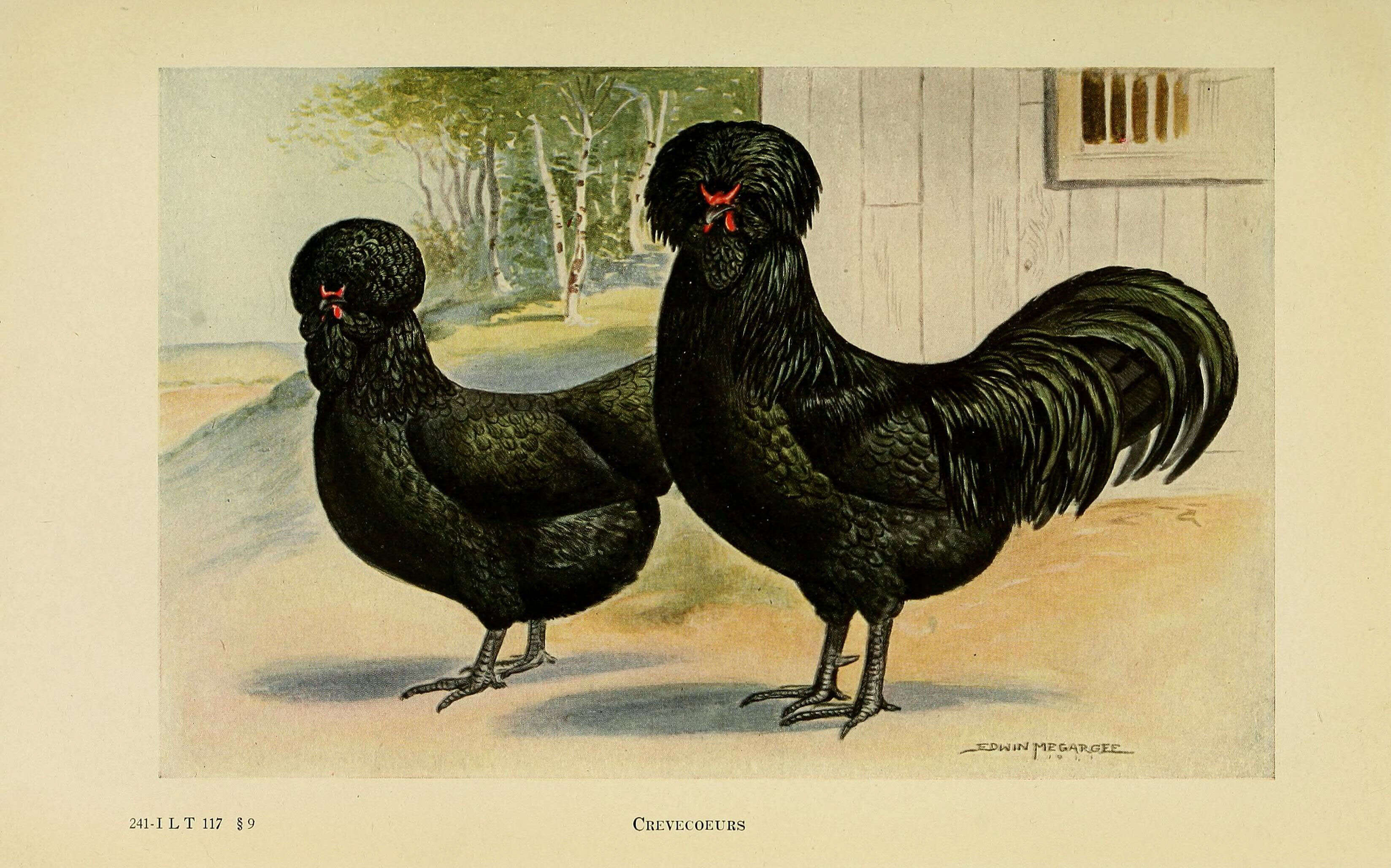 Image of Red Junglefowl