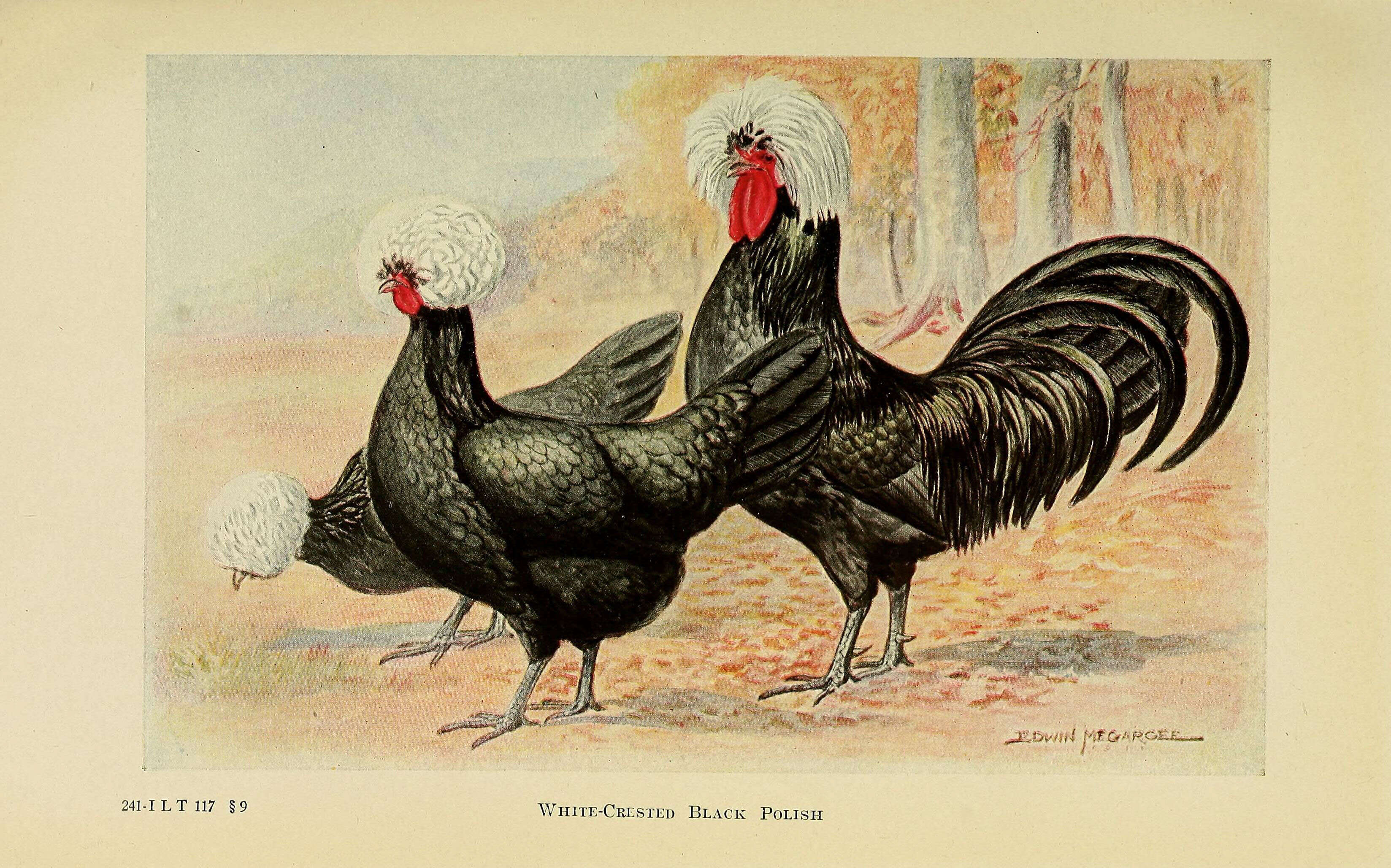 Image of Red Junglefowl