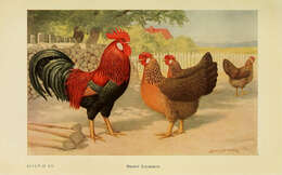 Image of Red Junglefowl