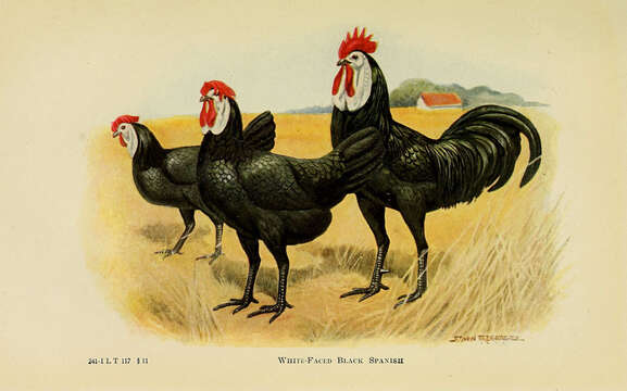 Image of Red Junglefowl