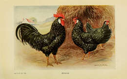 Image of Red Junglefowl