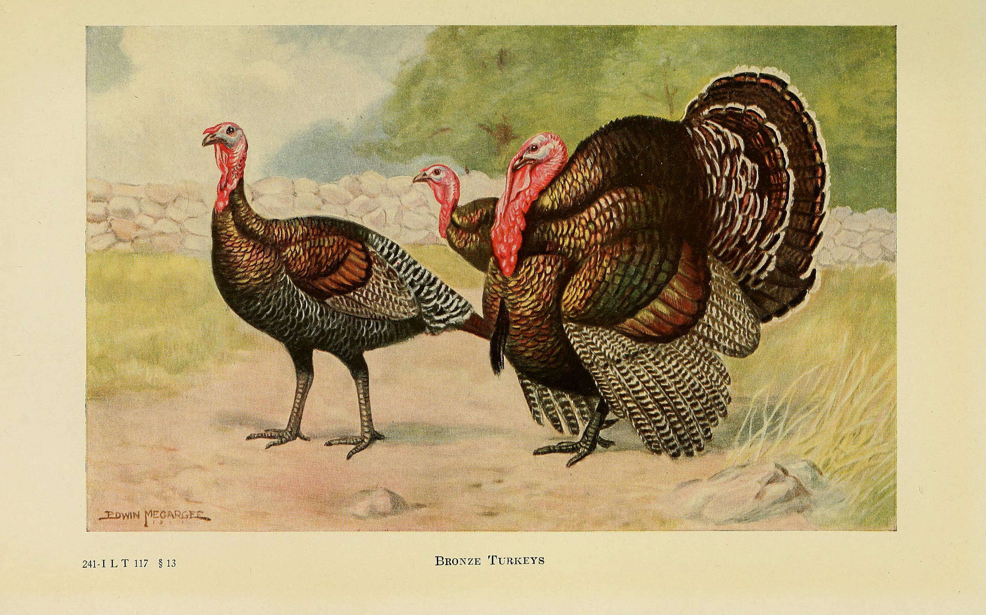 Imagem de Meleagris gallopavo Linnaeus 1758