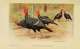 Imagem de Meleagris gallopavo Linnaeus 1758