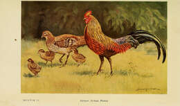 Image of Red Junglefowl