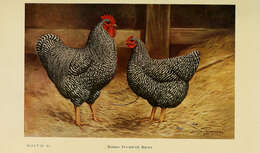 Image of Red Junglefowl