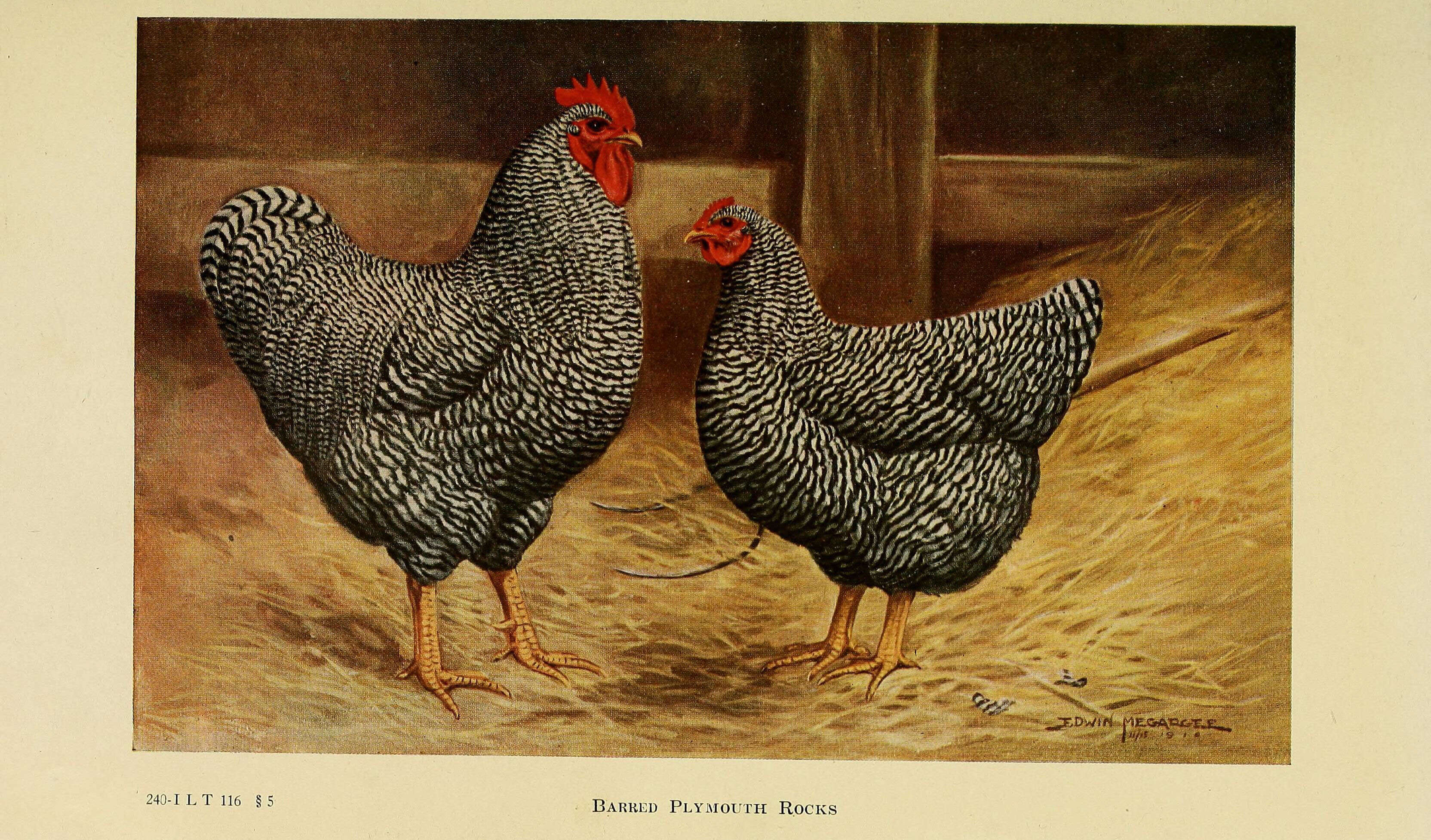 Image of Red Junglefowl