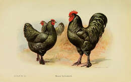 Image of Red Junglefowl