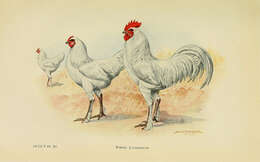 Image of Red Junglefowl